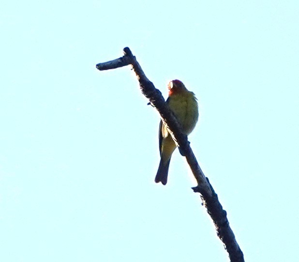Western Tanager - ML620252421