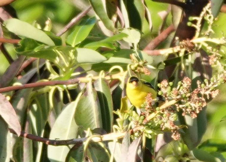 American Goldfinch - ML620252430