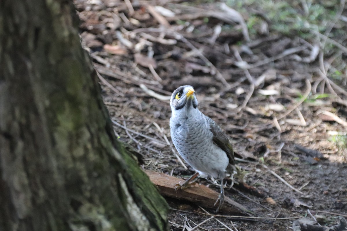 Weißstirn-Schwatzvogel - ML620252437