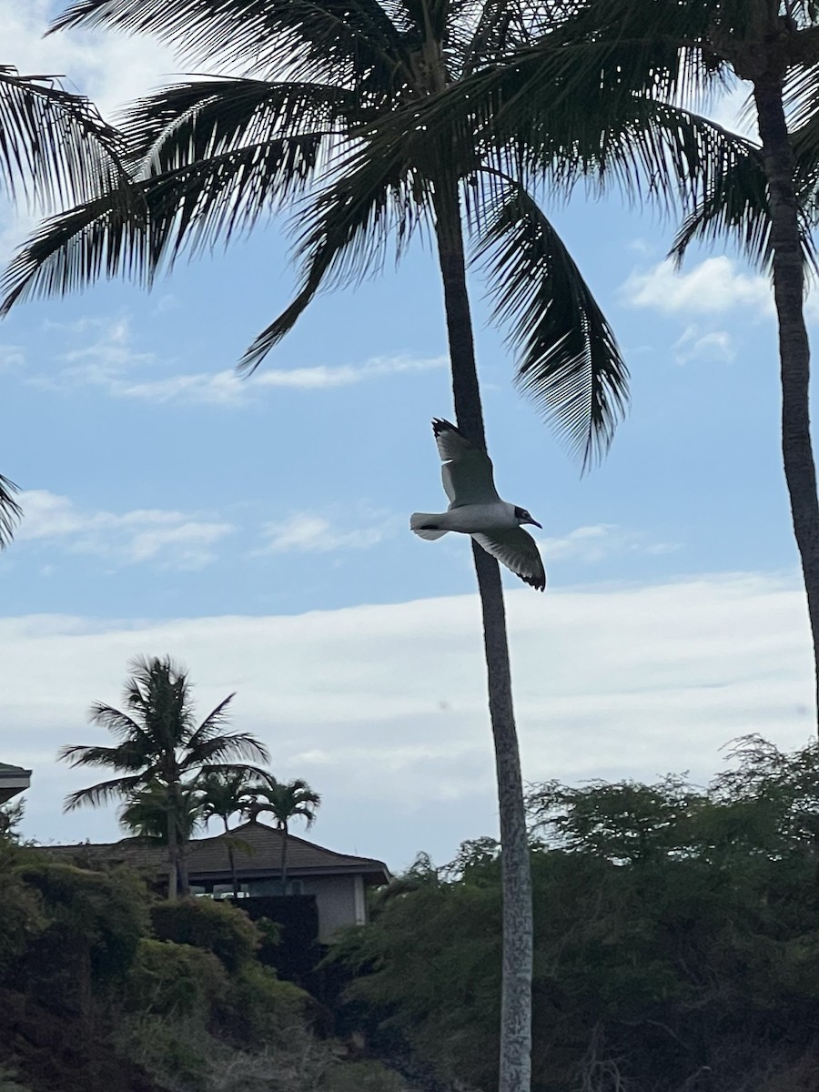 Laughing Gull - ML620252442