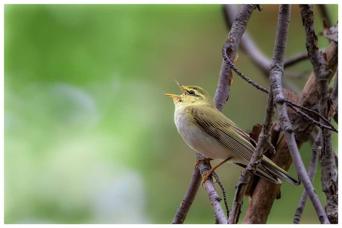 Wood Warbler - ML620252473