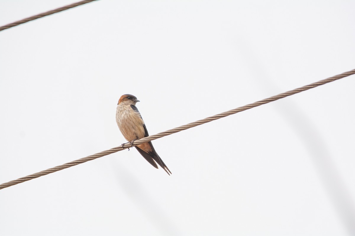 Red-rumped Swallow - ML620252476