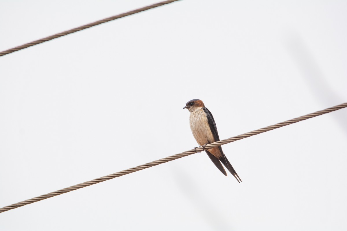 Red-rumped Swallow - ML620252477