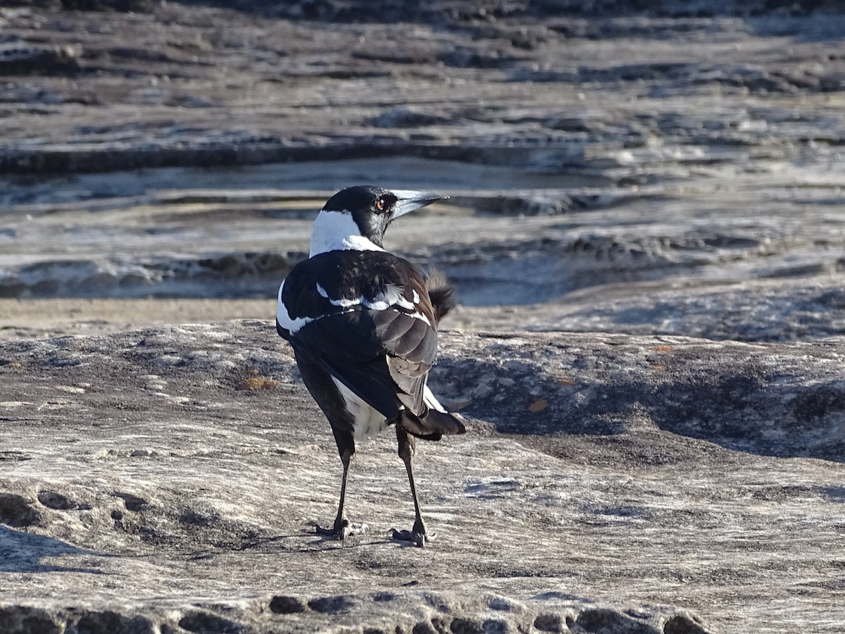 Australian Magpie - Richard Murray