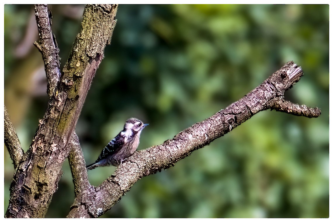 Lesser Spotted Woodpecker - ML620252484