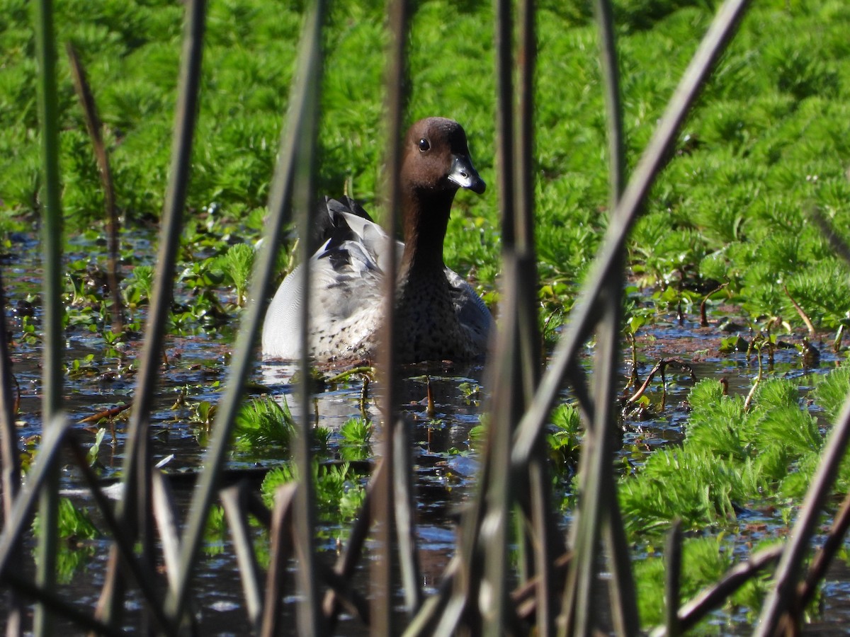 Maned Duck - ML620252485