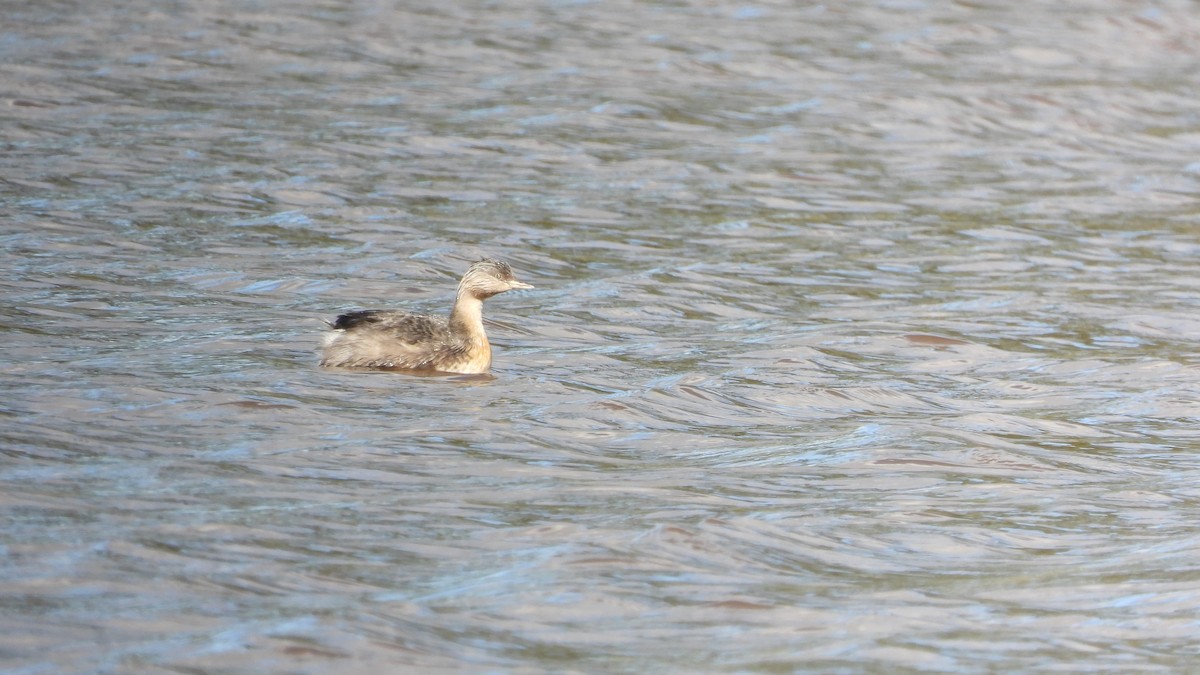 Hoary-headed Grebe - ML620252488