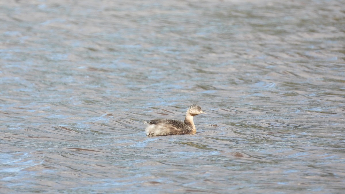 Hoary-headed Grebe - ML620252489