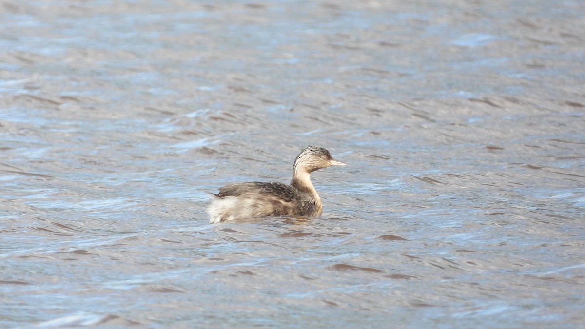 Hoary-headed Grebe - ML620252491