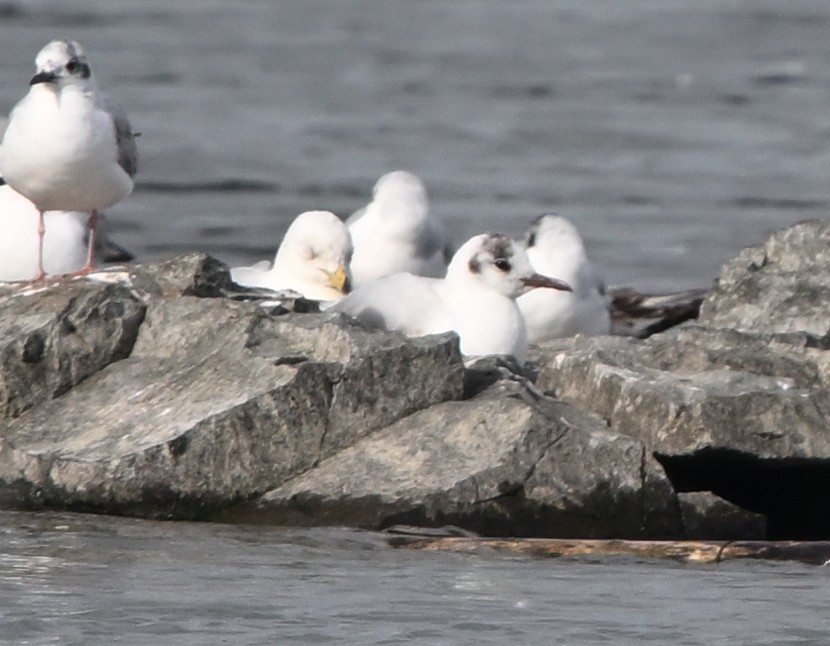 Black-headed Gull - ML620252493