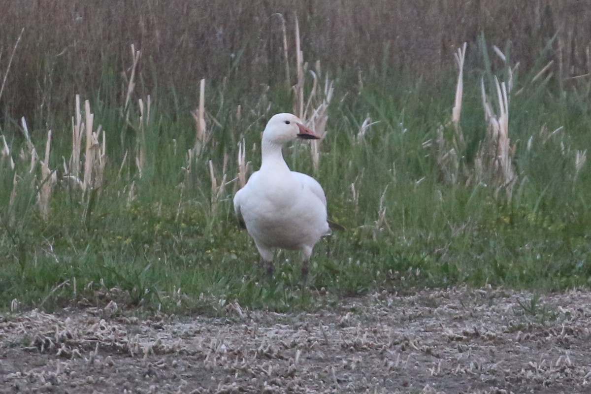 Snow Goose - ML620252499