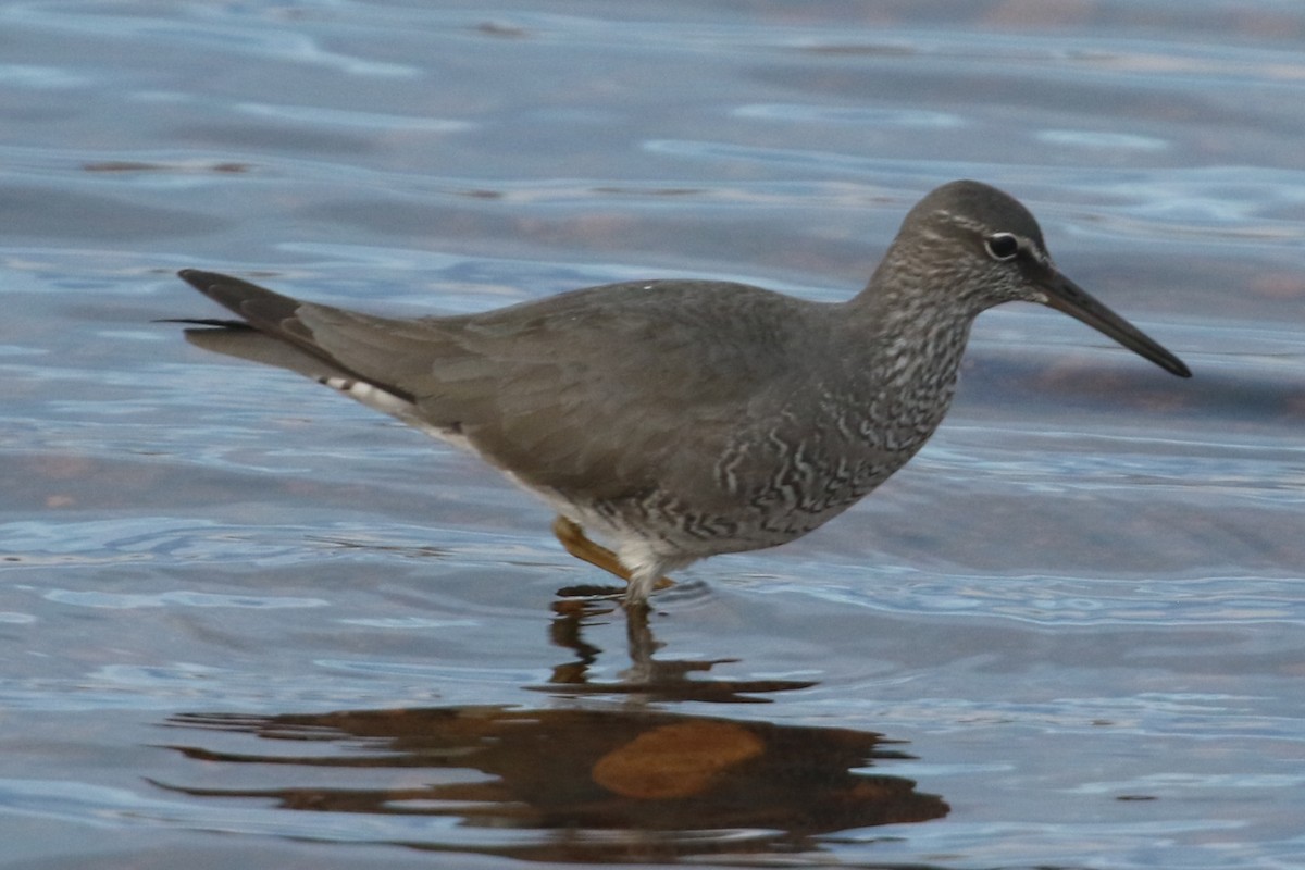 Wandering Tattler - ML620252509