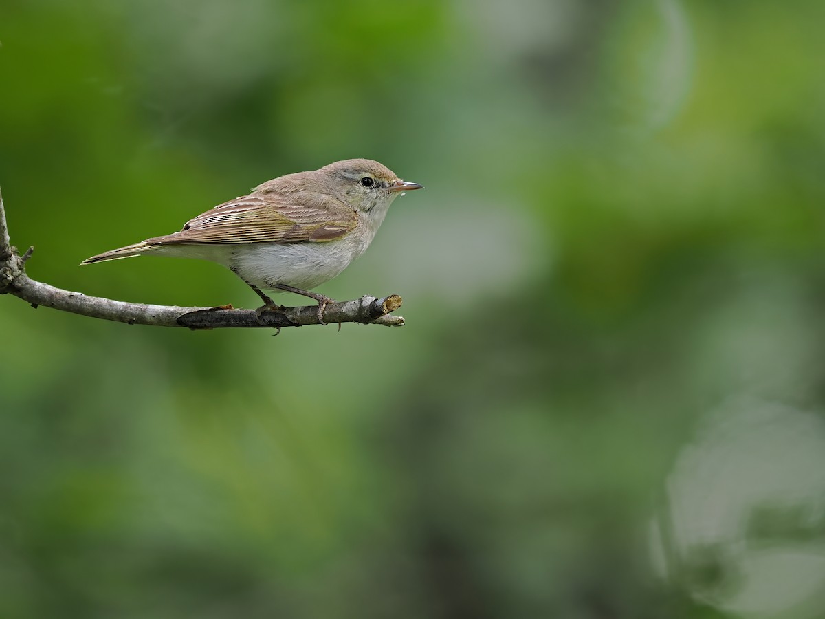 Eastern Bonelli's Warbler - ML620252517