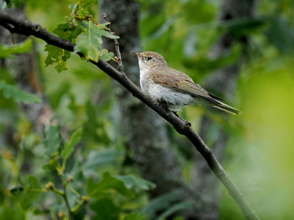 Eastern Bonelli's Warbler - ML620252519