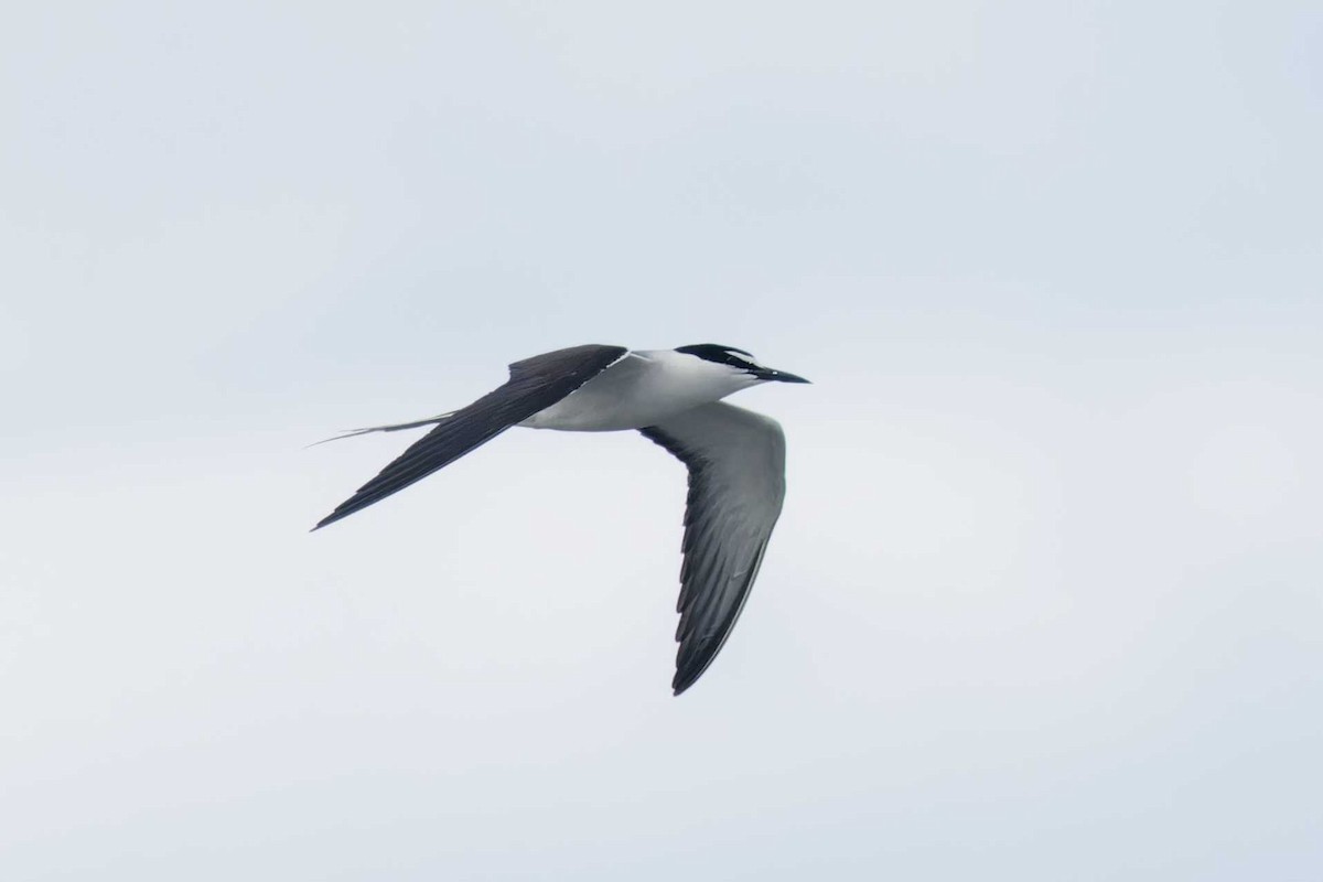 Bridled Tern - ML620252530