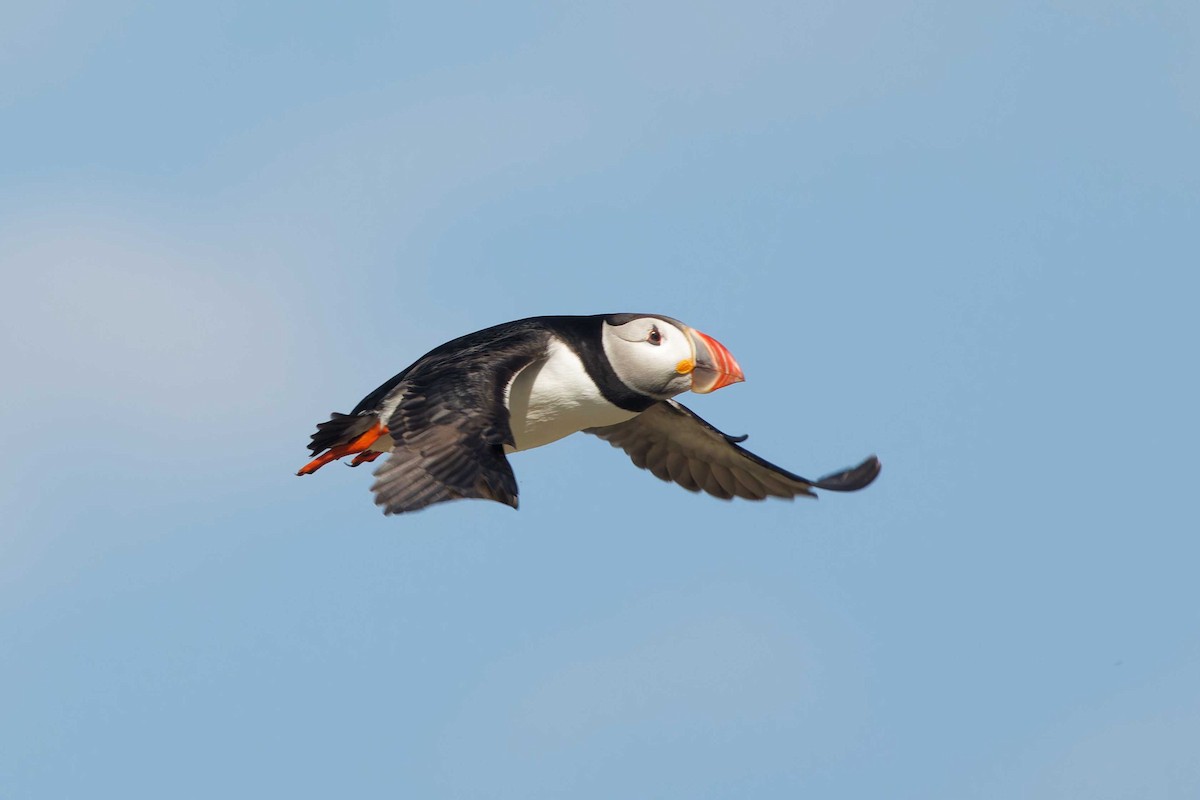 Atlantic Puffin - ML620252534