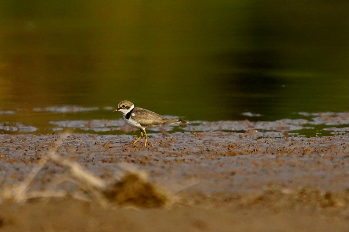 Little Ringed Plover - ML620252536