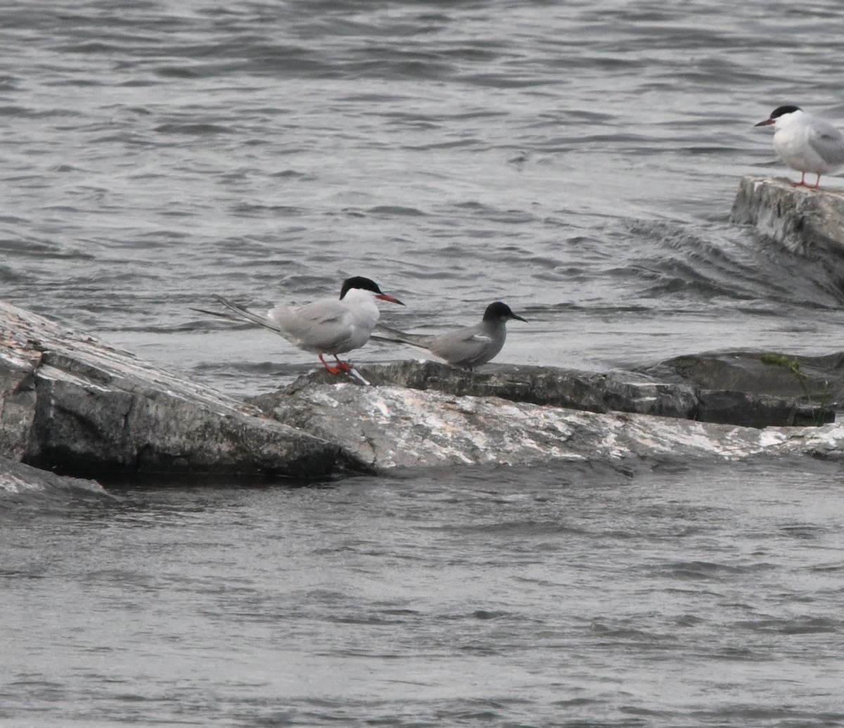 Black Tern - ML620252540