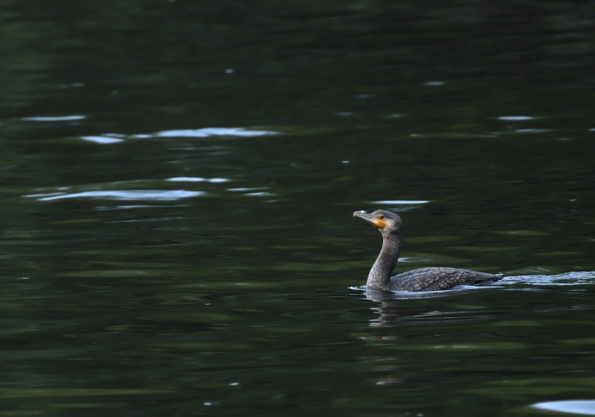 Cormorán Grande - ML620252544