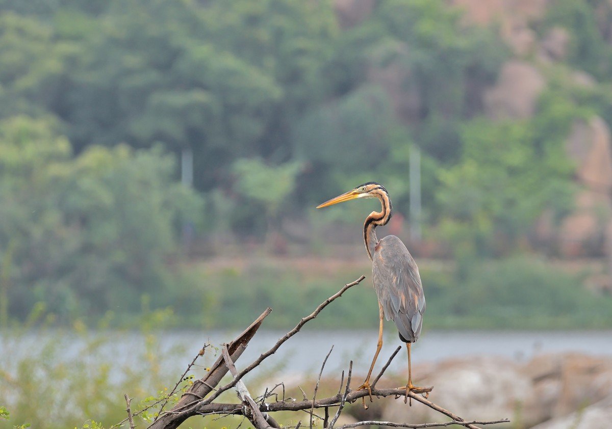 Purple Heron - ML620252548