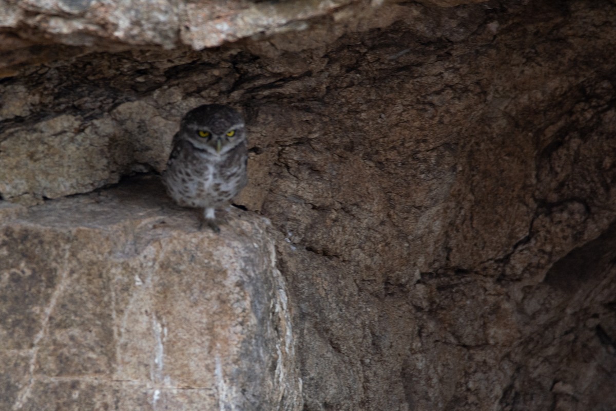 Spotted Owlet - ML620252550
