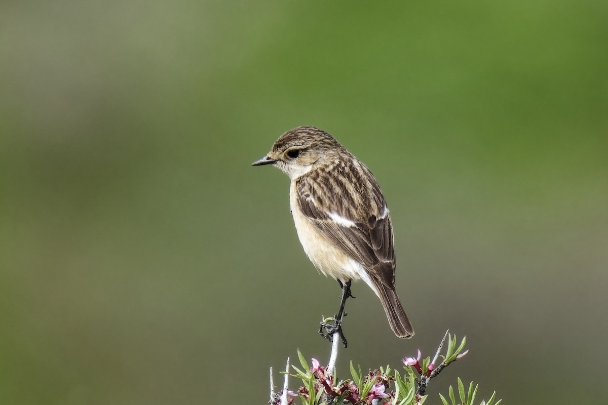 Siberian Stonechat - ML620252552