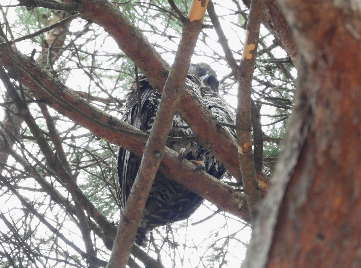 Powerful Owl - Joanne Thompson