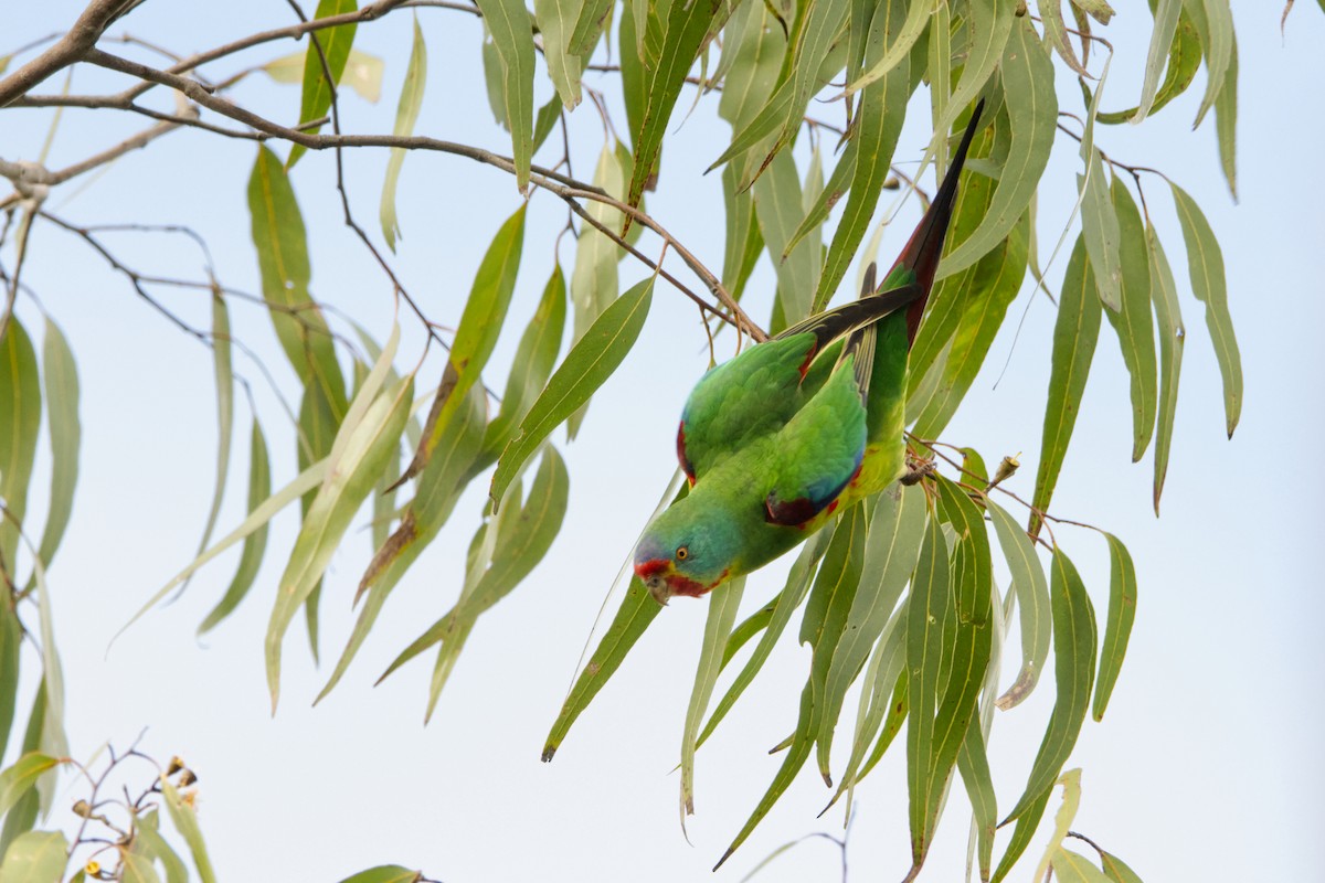 Swift Parrot - ML620252563