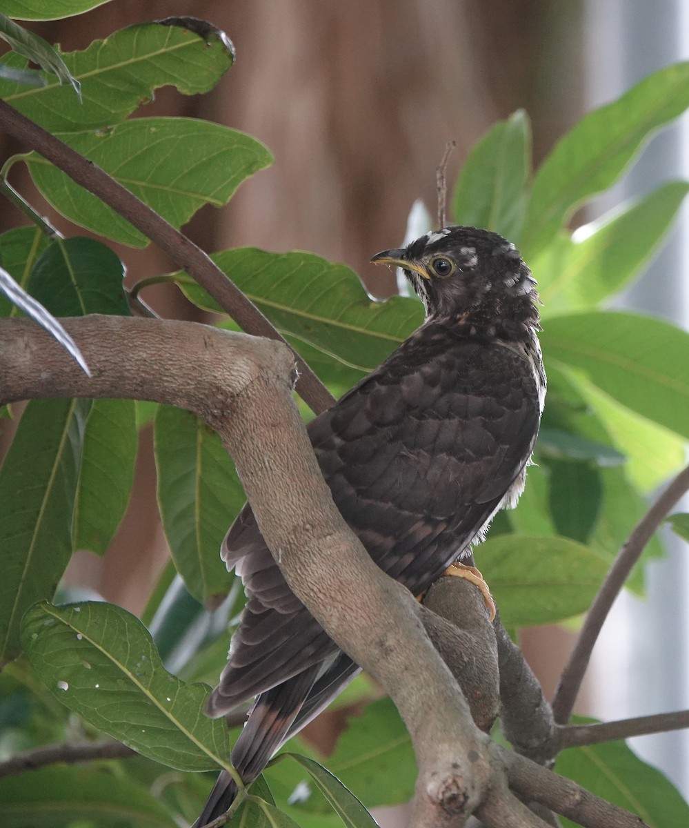 Large Hawk-Cuckoo - ML620252566