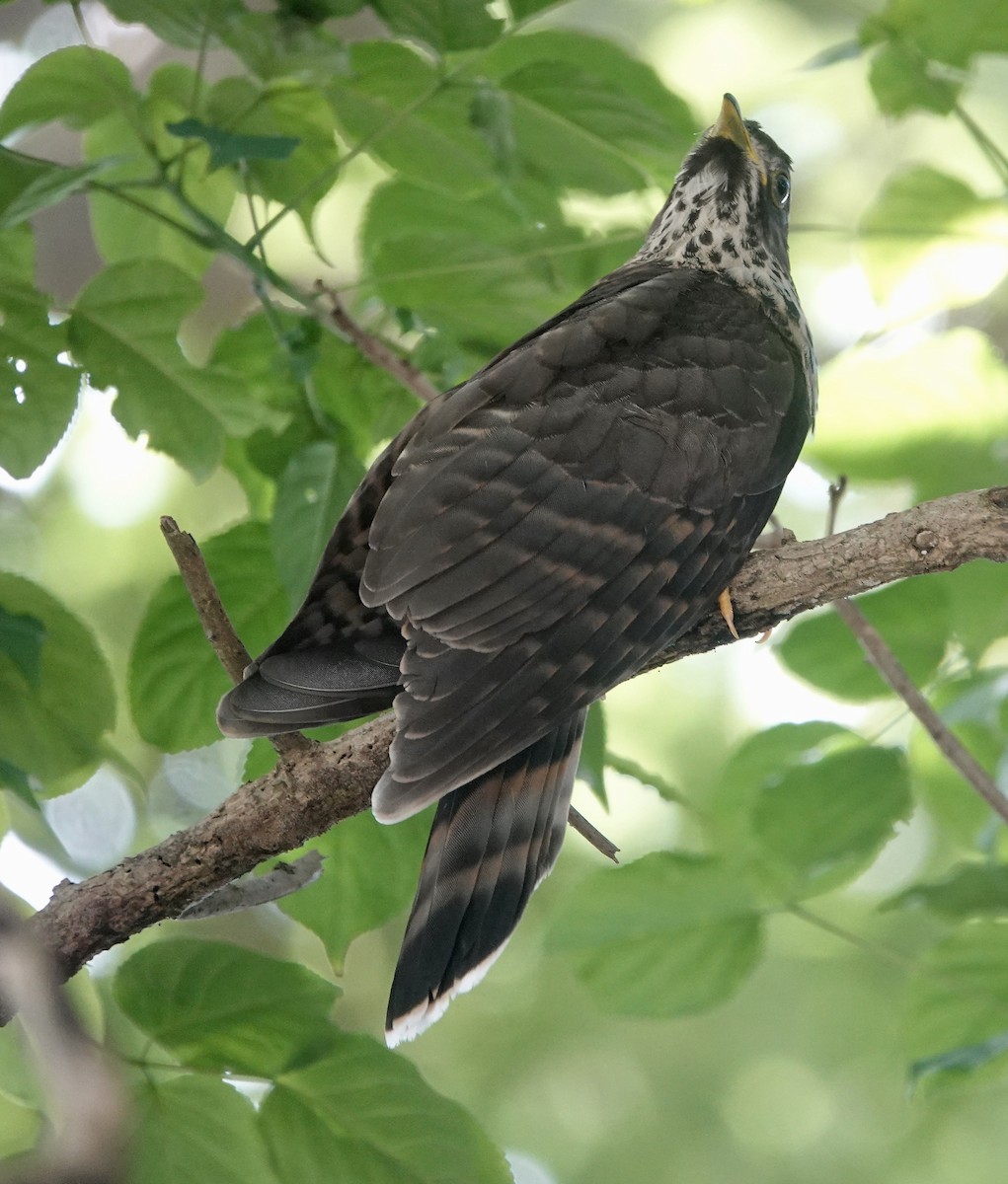 Large Hawk-Cuckoo - ML620252567