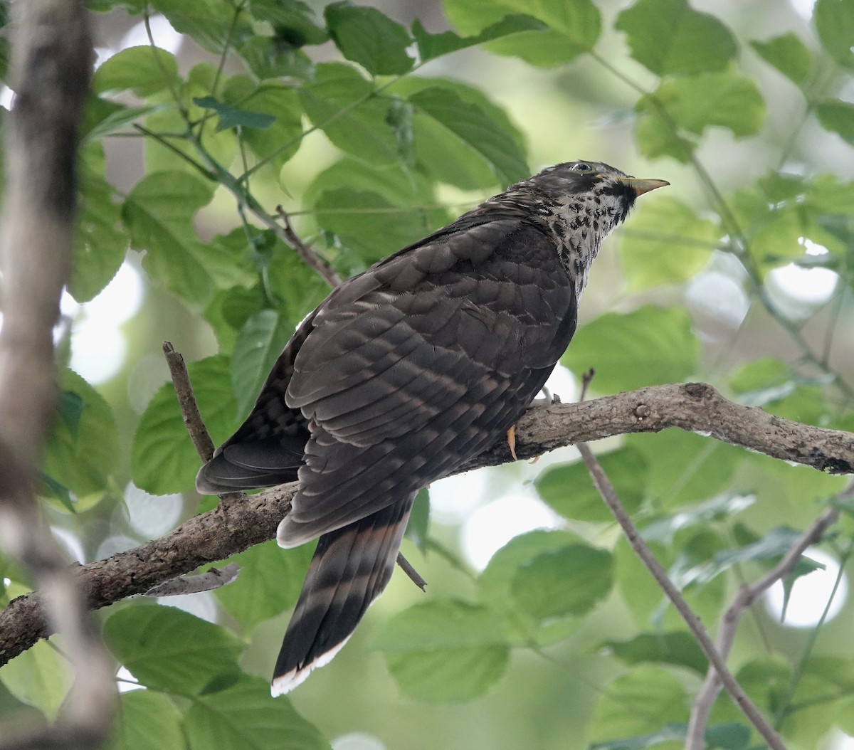 Large Hawk-Cuckoo - Michael Leven