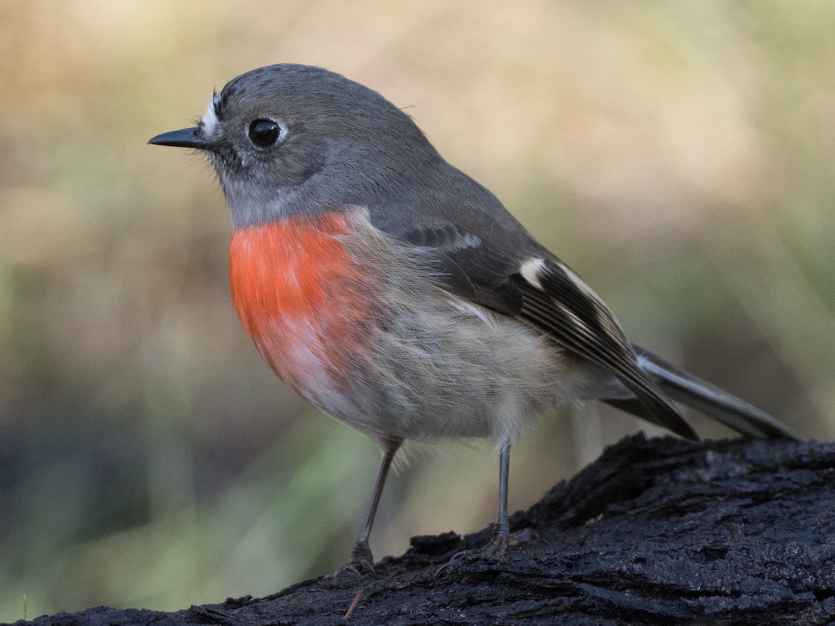 Scarlet Robin - Patrick Cox