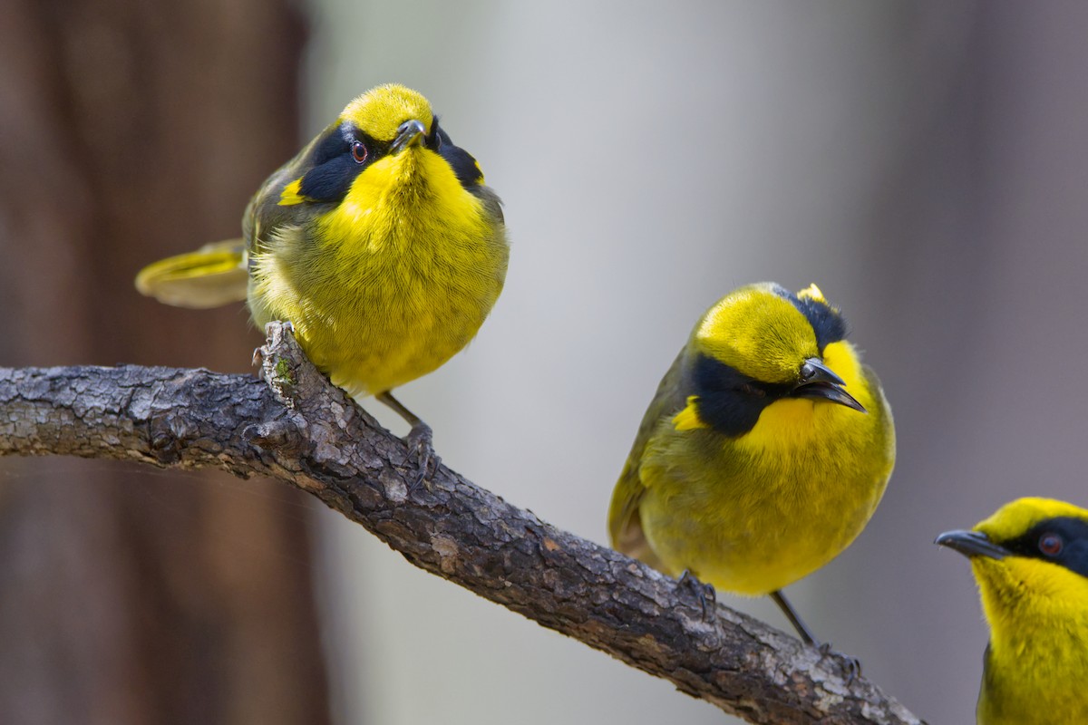 Yellow-tufted Honeyeater - ML620252573