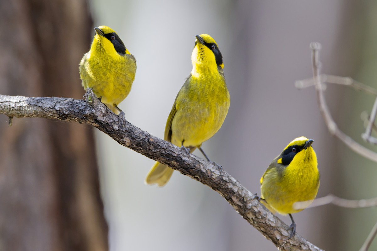 Yellow-tufted Honeyeater - ML620252574