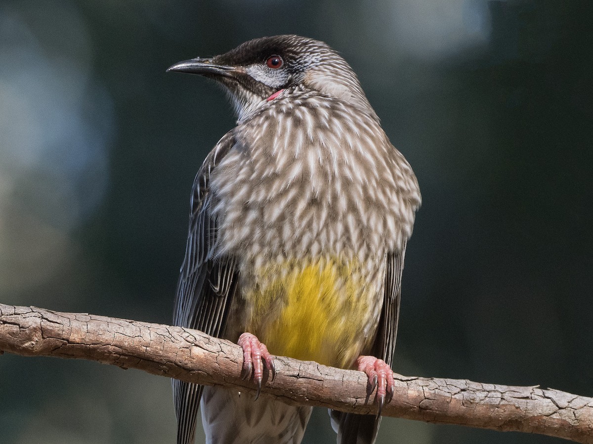 Red Wattlebird - ML620252575