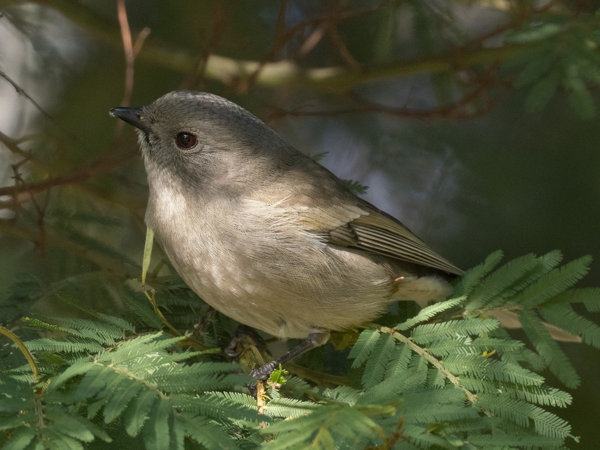 Golden Whistler - ML620252576