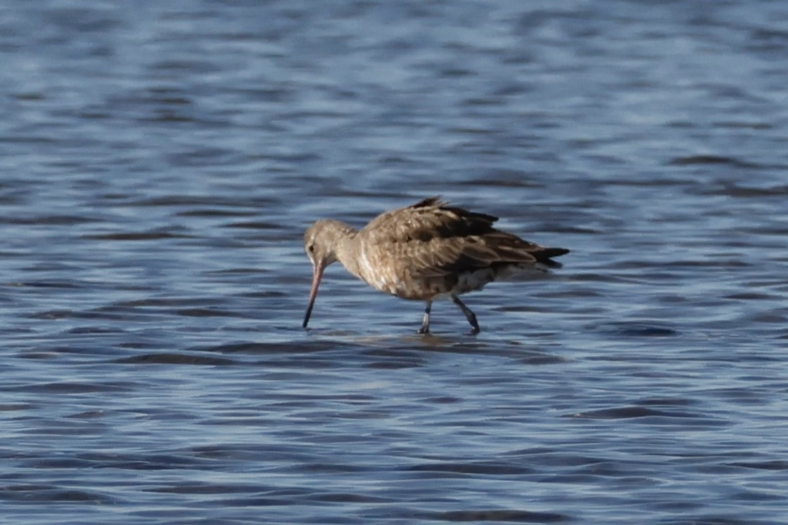 Hudsonian Godwit - ML620252579