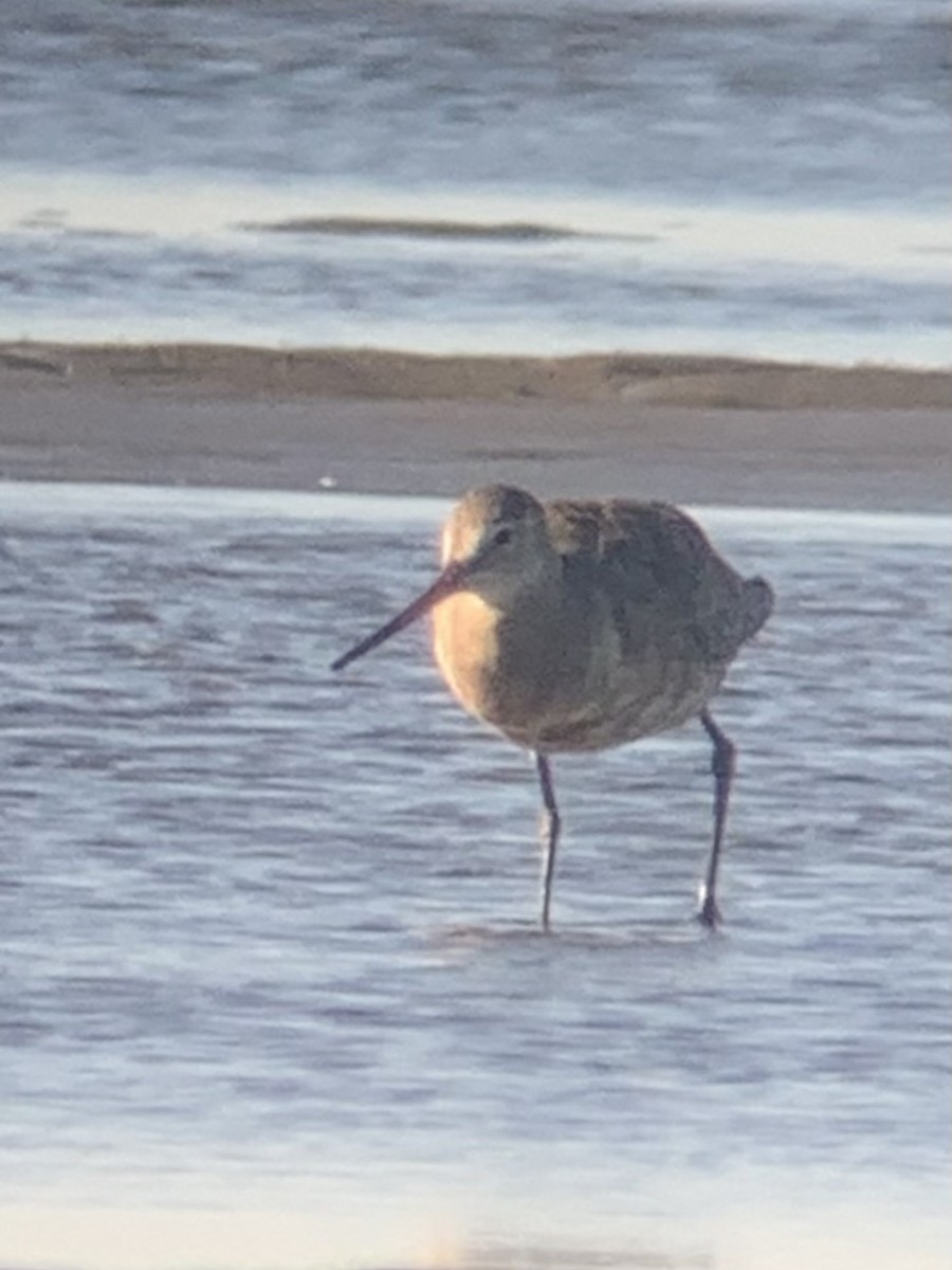 Hudsonian Godwit - ML620252580