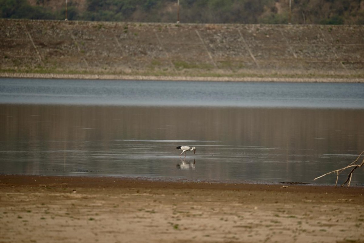 Asian Openbill - ML620252602