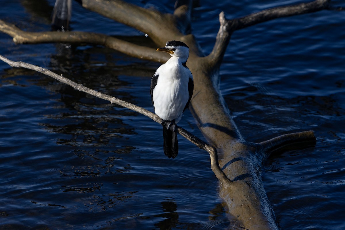 Little Pied Cormorant - ML620252604