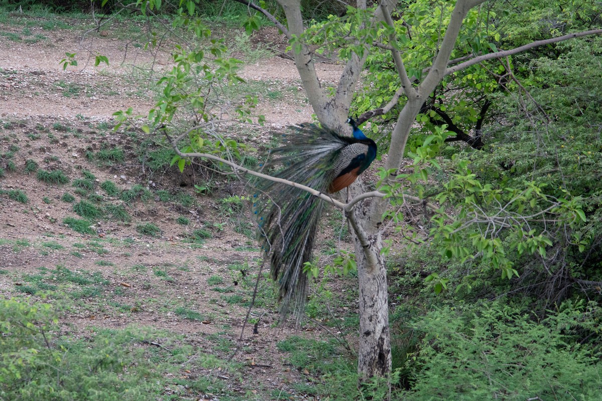 Indian Peafowl - ML620252606