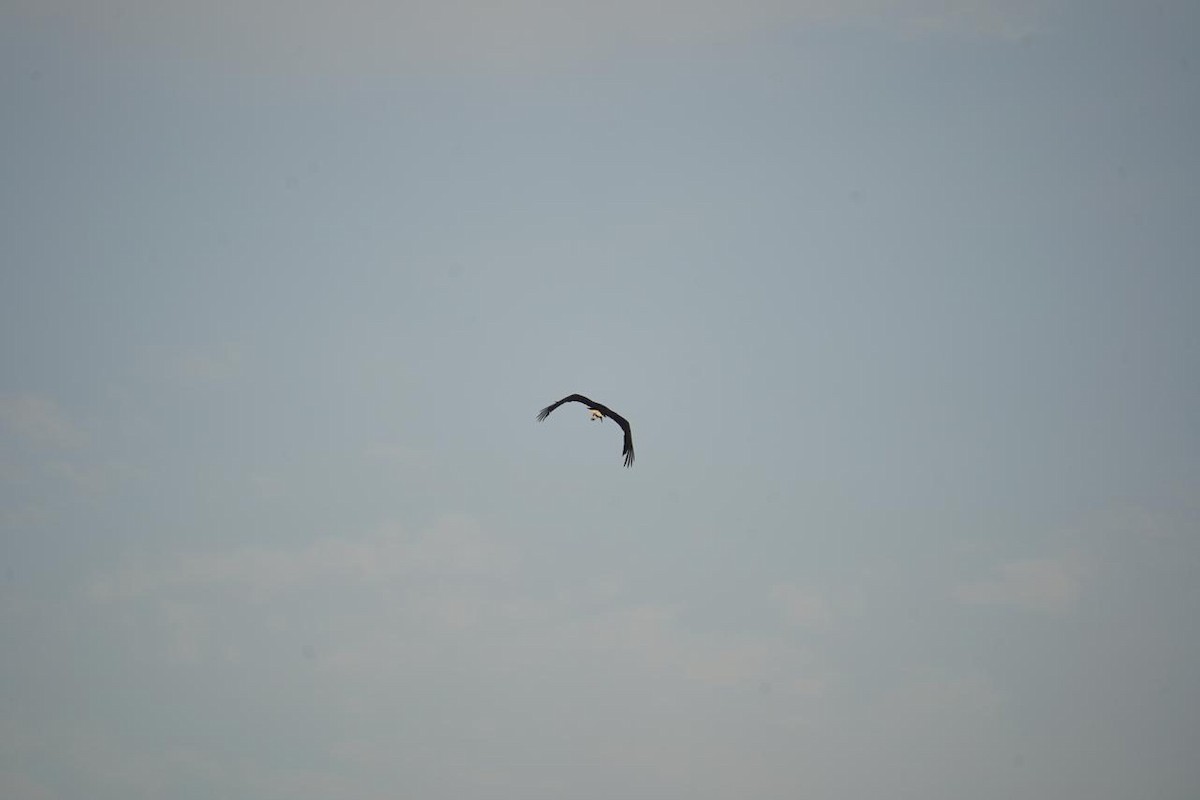 Asian Woolly-necked Stork - ML620252607