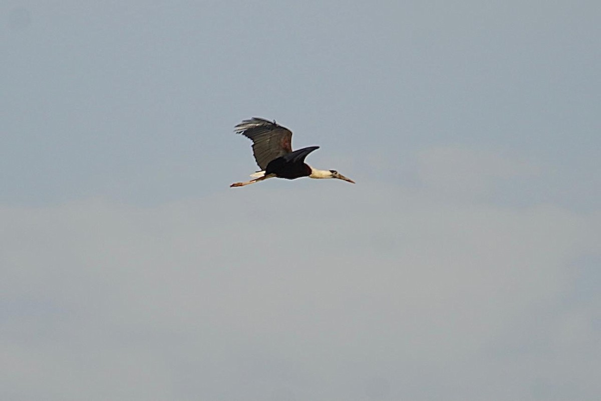 Asian Woolly-necked Stork - ML620252608