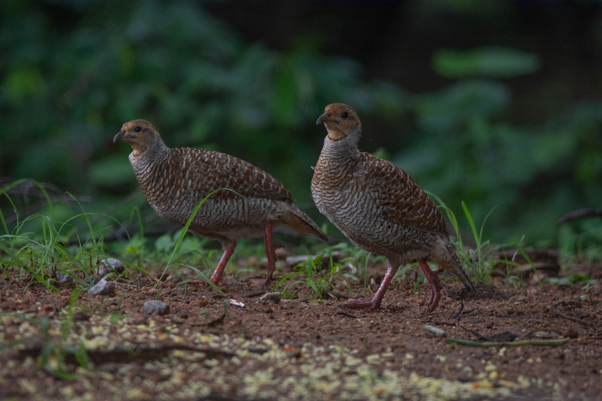 Gray Francolin - ML620252612