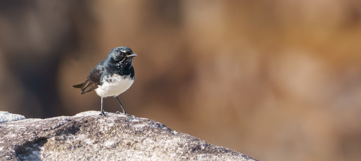 Willie-wagtail - ML620252615