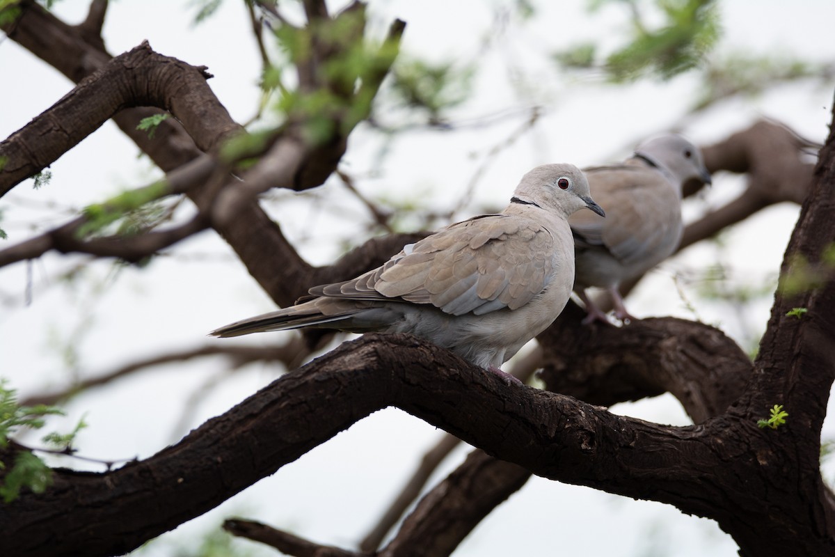 Eurasian Collared-Dove - Thanu Shanavas