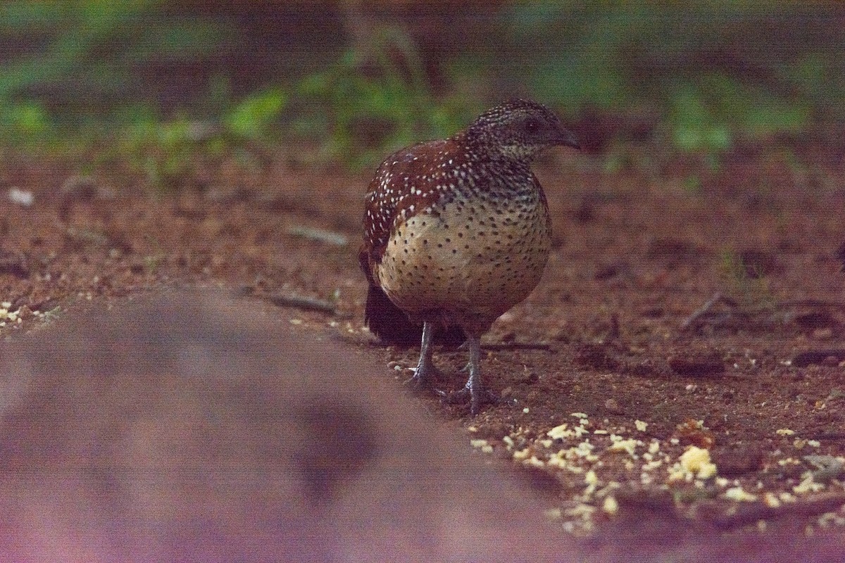 Painted Spurfowl - ML620252630