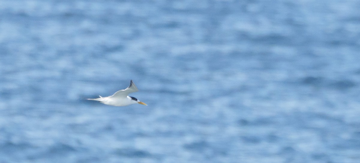 Great Crested Tern - ML620252632