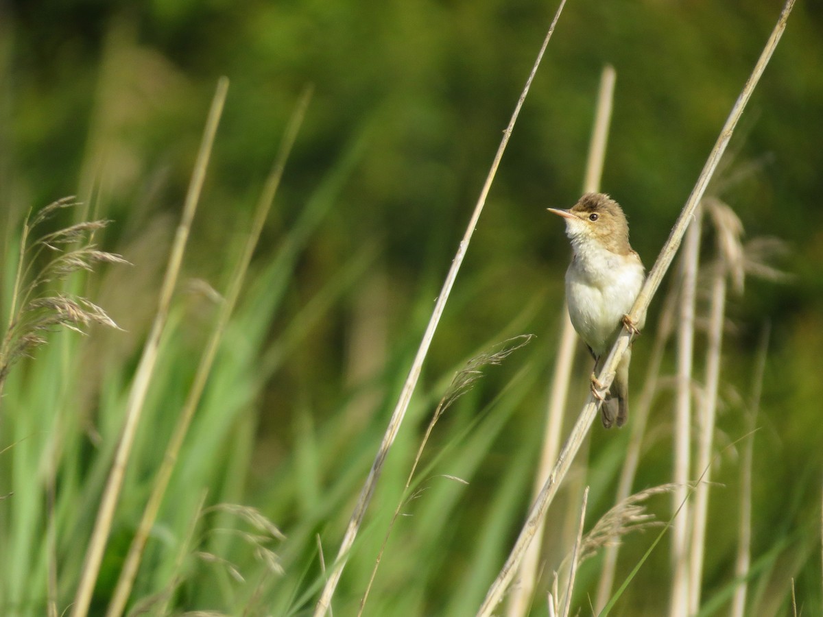 Common Reed Warbler - ML620252633