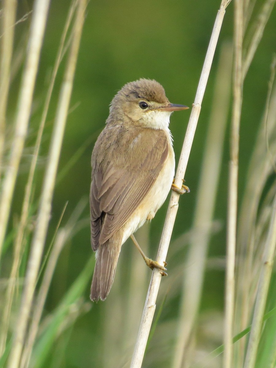 Common Reed Warbler - ML620252634